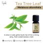 elyrest-tea-tree-essential-oil-melaleuca-alternifolia