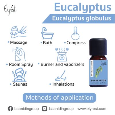 eucalyptus-essential-oil-eucalyptus-globulus-latin-name